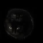 𝐂𝐎𝐋𝐋𝐈𝐍 & 𝐂𝐇𝐀𝐍𝐄𝐋 𝐀𝐓𝐊𝐈𝐍𝐒 𝐃𝐄𝐍𝐓𝐎𝐍 🐈‍⬛🐈‍⬛ - @collinandchanelatkins - Instagram