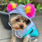 Chanel & Bailey - @chanel_and_bailey - Instagram