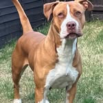 Chanel Bailey Blanc - @iam_baileybully - Instagram