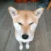 chanelchen86 - @chanelchen86 - TikTok