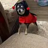 Chanel Herrera - @tinychanel - TikTok