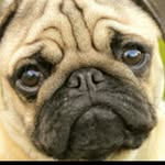 chanel darwent ricketts - @memes4life10.0 - Instagram