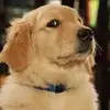 Chanel Torres - @chanel.torres8 - TikTok