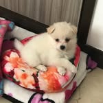Chanel Torres - @chaneltorresb - Instagram