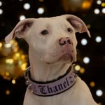 @chanel.white.diamond - Instagram