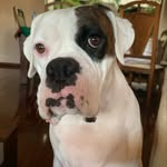 Chanel | white boxer - @chanel_whiteboxer - Instagram