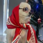 Chanel - @chanel_whitepom - Instagram