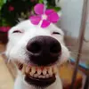 L_a_n_h🍋 - @chanhlu06 - TikTok