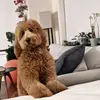 Chana & Bailey - @chanamoskowitz - TikTok