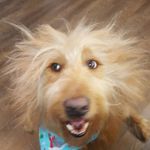Chantal Lessard - @chantal8675309 - Instagram