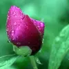 Chantal Tremblay - @chantal.tremblay0 - TikTok