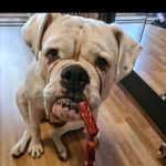 chantalii - @chantal_white_boxer - Instagram