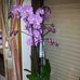 Chantal Albert - Facebook
