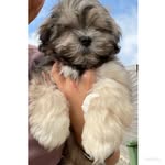 Chantel James - @monty_the_malshipup - Instagram
