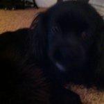 Chantell Smith - @horse12345lover6789 - Instagram