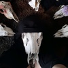 Chappy - @the._.cultist - TikTok