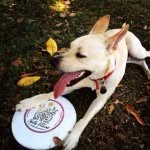 @charball - Instagram