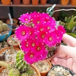 charlie Blanche - @charballs_greenhouse - Instagram