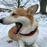 @charl.ieswalker - Instagram