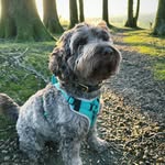 Char Wilson - @loki_cockapoo_stories - Instagram