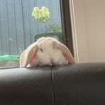 Charis Wong - Facebook