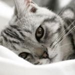 Charis Wong - @charis_wong - Instagram