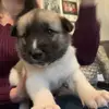 charismakelly2 - @ralphie_the_akita - TikTok