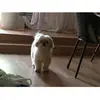 charissachan793 - @charissachan793 - TikTok