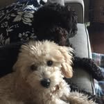 Charissa Pérez Cox - @ofgodsanddogs - Instagram