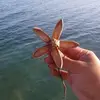 Charito Morales - @charito.morales89 - TikTok