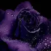 Charity Wolfe-Aragon - @charitywolfearagon - TikTok