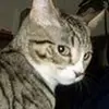 charleehall757 - @charleehall757 - TikTok
