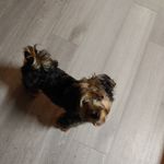 Charlee Parker - @charleeptheyorkiepoo - Instagram