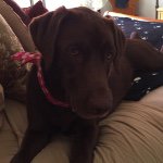 Charlene King - @fit_for_a_king_pet_sitting - Instagram