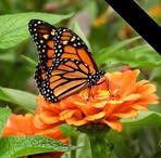 Charlene Maynard - Facebook
