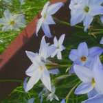 Charleen Pollock - @bernetapqpd - Instagram