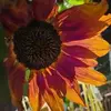 Charlene Tracy - @charlene.tracy7 - TikTok