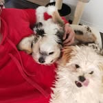 Charlene Tracy - @justmakemelaff - Instagram