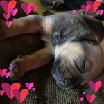 Charlene West - @charlenewest79 - Instagram