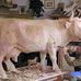Charles Agu - Facebook