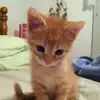 charles alt - @charles.alt1 - TikTok