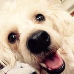 Charles Beersdorf Sr. - @charlesbeersdorf - Instagram