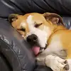 Charles Blais840 - @charles.blais - TikTok
