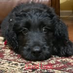 Charles Barkley Brackett - @charleyb_doodle - Instagram