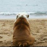 Charles-Bull - @charles_thebulldog10 - Instagram