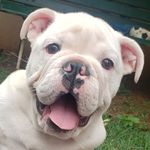 Charles Bull - @bulldog_charles - Instagram