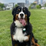 Charles Burd - @charlie_the_berner10 - Instagram