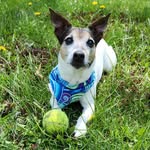 Calvin Charles Cantrell JRT 🐶❤️🐾 - @gmcan_calvin - Instagram