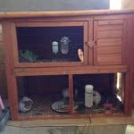 Charlie Carruthers - @my_smart_looking_piggys - Instagram