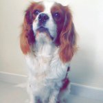 King Charles Casper❤️ - @kingcharles_casper - Instagram